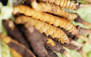 正宗冬蟲(chóng)夏草多少錢一克？深度價(jià)格解析