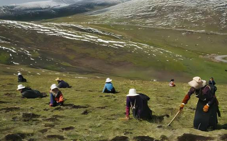 藏那曲冬蟲夏草：雪域精靈的新生之旅? ? ? ?