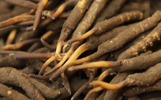 冬蟲夏草可以提高男性功能嗎？科學解析來了