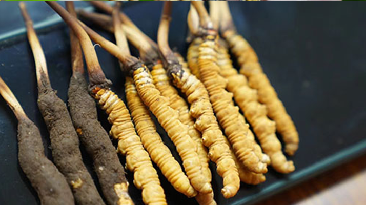 冬蟲夏草干品與鮮品大比拼：誰更勝一籌？