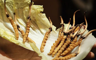 冬蟲夏草為何鮮的好？深度解析鮮蟲草的獨特優(yōu)勢