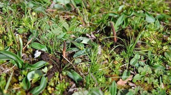 冬蟲(chóng)夏草鮮草好不好喝？探尋獨(dú)特的味覺(jué)體驗(yàn)