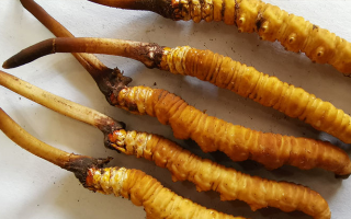 冬蟲夏草鮮草價(jià)格多少？揭秘其背后的定價(jià)密碼