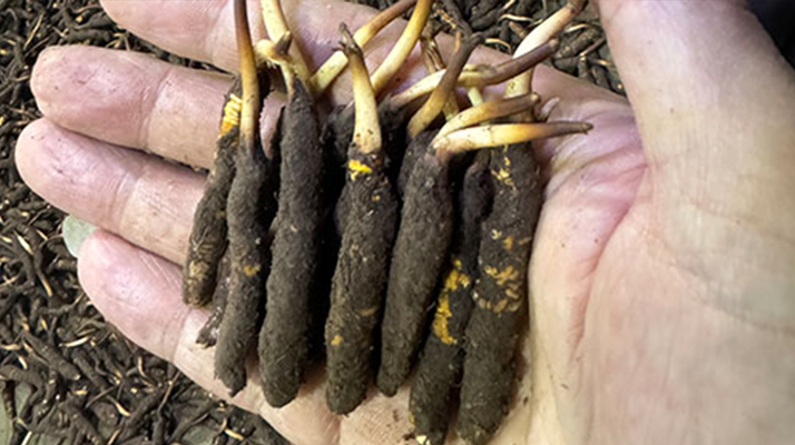 尋草之旅：踏上尋找<a href=http://m.sdzhinong.com/xinxian/ target=_blank class=infotextkey>新<a href=http://m.sdzhinong.com/xinxian/ target=_blank class=infotextkey>鮮冬蟲夏草</a></a>的征程