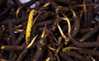 吃新鮮冬蟲夏草會過敏嗎？一文為你揭秘