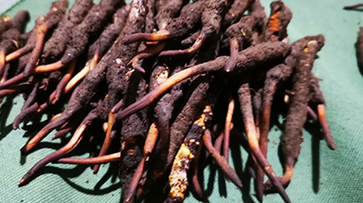 新鮮冬蟲夏草哪里買？全渠道選購(gòu)指南