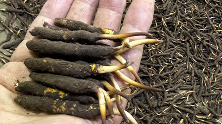 冬蟲夏草燉湯真能提鮮？揭開滋補(bǔ)食材的味覺密碼