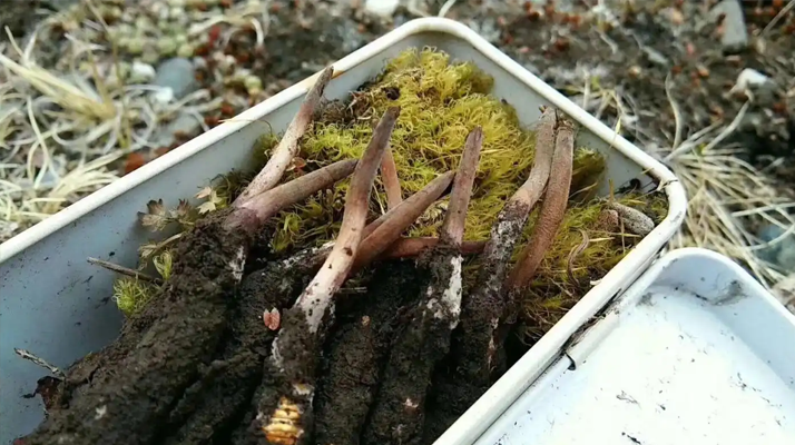 冬蟲夏草鮮草的養(yǎng)生密碼:解鎖自然饋贈的神奇功效