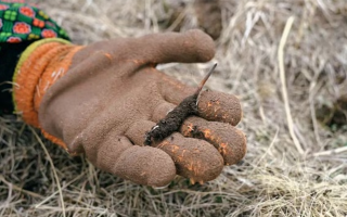 探秘純野生新鮮飽滿(mǎn)冬蟲(chóng)夏草：自然饋贈(zèng)的滋補(bǔ)瑰寶