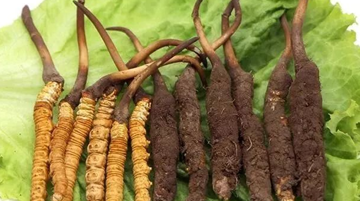 新鮮的冬蟲(chóng)夏草，更好嗎？