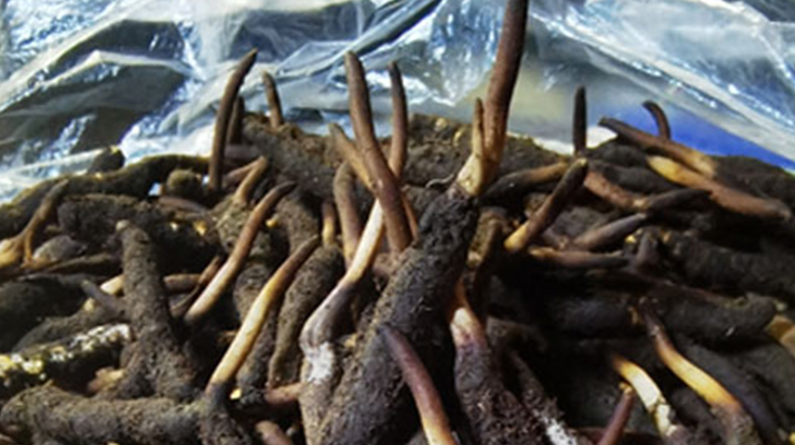 新鮮冬蟲夏草能放多久吃？一文掌握儲(chǔ)存與食用期限