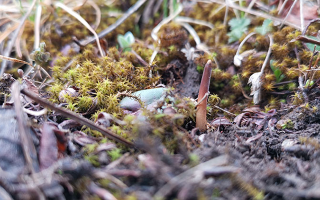 冷凍鮮冬蟲夏草的正確打開方式