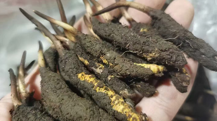 鮮冬蟲夏草保存全攻略:鎖住營養(yǎng)不流失