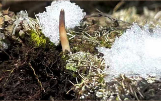 鮮冬蟲(chóng)夏草燉湯多久能吃？科學(xué)燉煮時(shí)間全解析