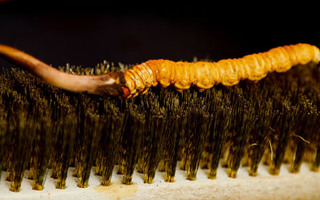 鮮冬蟲夏草什么口感最好？探尋舌尖上的滋補美味? ? ? ?