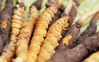 鮮冬蟲夏草能存放多久？科學保存指南來了