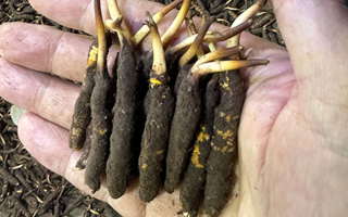 3000 條蟲(chóng)草一克是幾只？深入解析蟲(chóng)草規(guī)格與重量關(guān)系? ? ? ?