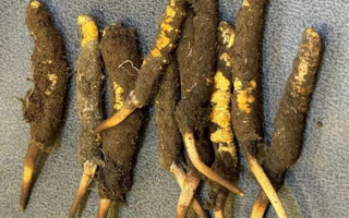 野生冬蟲夏草一斤多少錢？多維度價(jià)格解析