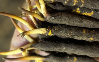 蟲草怎么存放比較好？科學(xué)保存指南