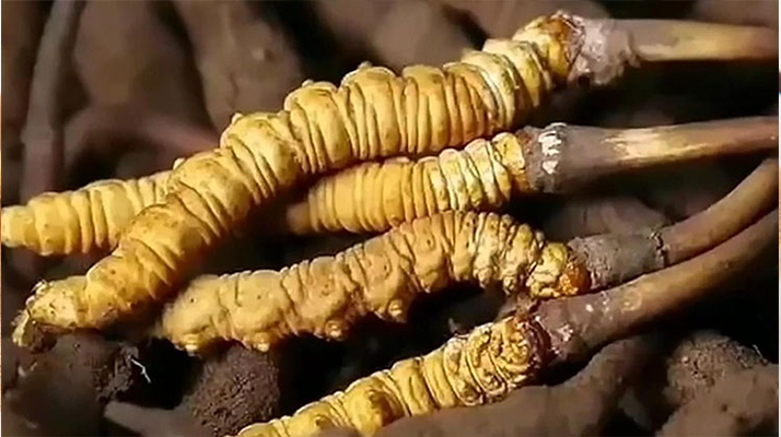 普通冬蟲夏草的價(jià)格剖析