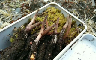 如何選購優(yōu)質冬蟲夏草