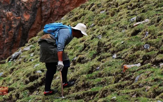 冬蟲夏草什么時候采挖？最佳采挖時節(jié)與科學(xué)依據(jù)