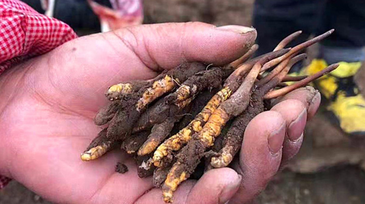  冬蟲(chóng)夏草每公斤價(jià)格解析