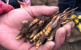  冬蟲(chóng)夏草每公斤價(jià)格解析