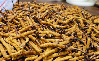 冬蟲夏草的潛在副作用：滋補(bǔ)背后的健康風(fēng)險