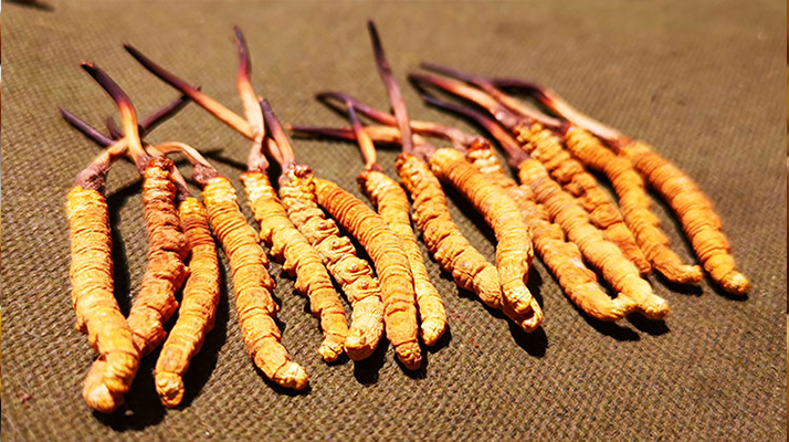 野生冬蟲夏草產(chǎn)業(yè)前景展望