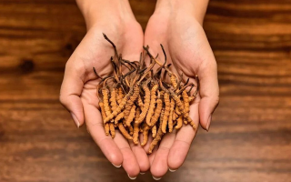 冬蟲(chóng)夏草怎么食用效果好？掌握這些方法發(fā)揮最大功效