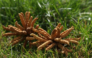 正宗冬蟲夏草一斤多少錢？多因素交織下的價(jià)格解析