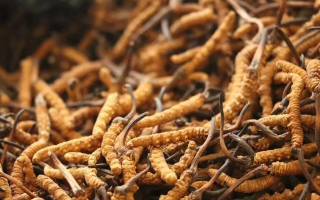 冬蟲夏草有什么好處？解密天然滋補(bǔ)品的多重健康價(jià)值