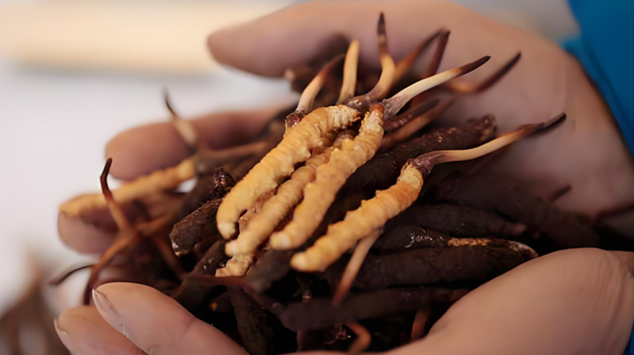 小孩可以喝冬蟲夏草嗎？科學(xué)看待兒童滋補(bǔ)問題