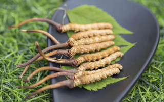 新鮮松茸冬蟲夏草怎么吃？滋補雙珍的美味搭配指南