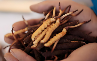 小孩可以喝冬蟲夏草嗎？科學(xué)看待兒童滋補(bǔ)問(wèn)題