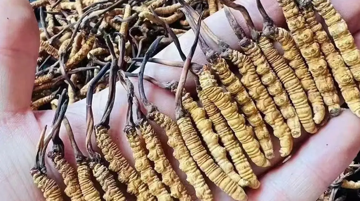 冬蟲(chóng)夏草的十大功效：自然饋贈(zèng)的滋補(bǔ)力量