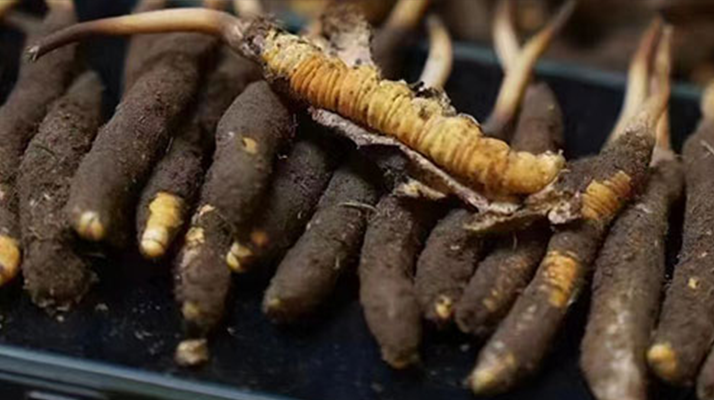 冬蟲夏草適合哪些人群？精準(zhǔn)滋補(bǔ)指南