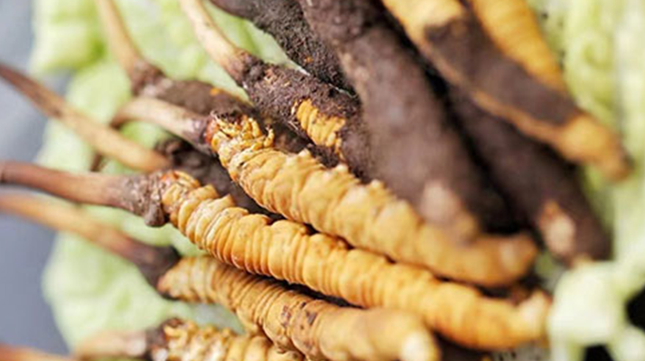 冬蟲夏草適合產(chǎn)后婦女嗎？科學(xué)滋補與恢復(fù)指南