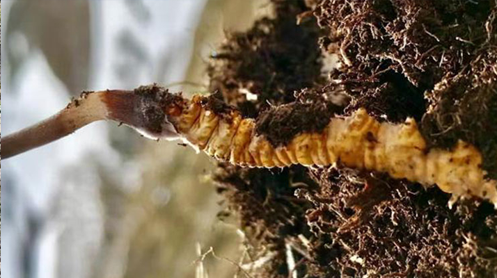 新鮮<a href=http://m.sdzhinong.com/s/yscc/ target=_blank class=infotextkey>玉樹冬蟲夏草</a>的科學(xué)保存方法