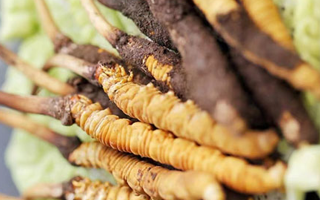 冬蟲夏草適合產(chǎn)后婦女嗎？科學(xué)滋補與恢復(fù)指南