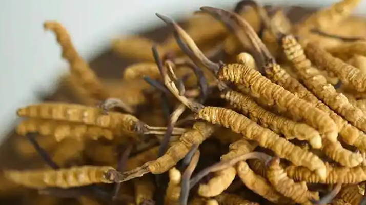 冬蟲(chóng)夏草真假辨別指南:練就火眼金睛識(shí)珍品
