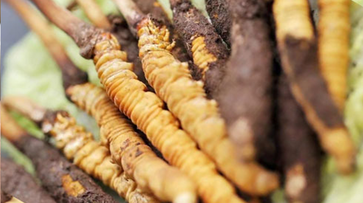 水煮<a href=http://m.sdzhinong.com/xinxian/ target=_blank class=infotextkey>鮮冬蟲夏草</a>的最佳方法:鎖住營養(yǎng)的科學烹煮指南