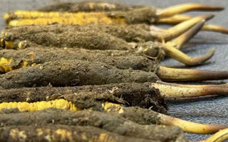 一根鮮冬蟲夏草多少錢？影響價(jià)格的核心因素解析