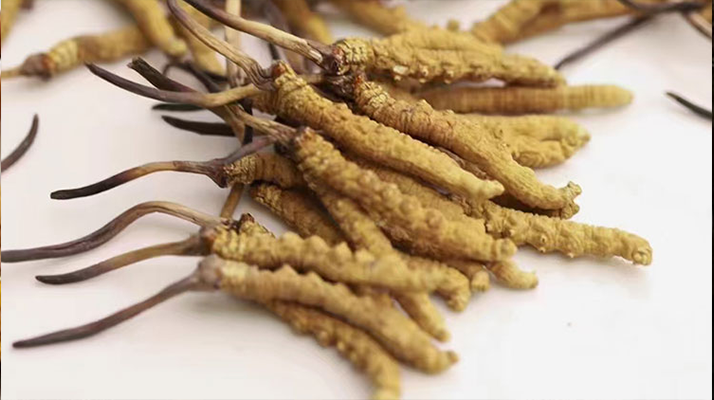 冬蟲夏草茶最佳服用指南:解鎖滋補新方式