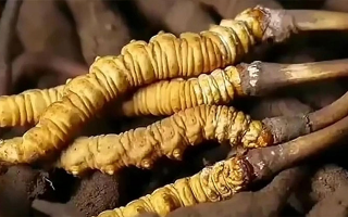 吃了冬蟲夏草有什么好處？全方位滋補價值解析