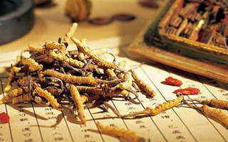 冬蟲夏草是什么長成的？揭秘其獨特的生長歷程