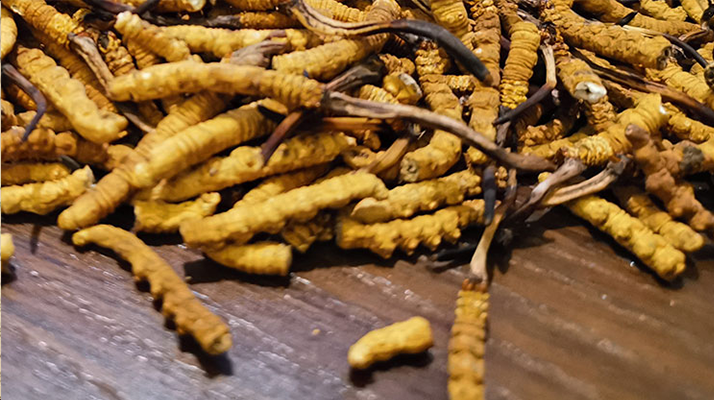 冬蟲(chóng)夏草走勢(shì)行情剖析