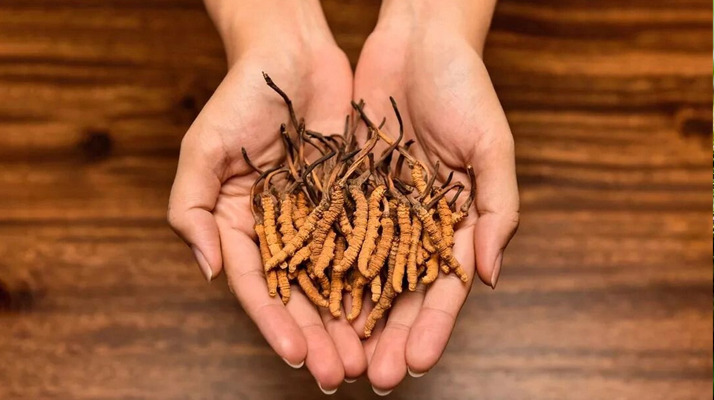 去哪里買真冬蟲夏草？揭秘正品蟲草的可靠購買渠道