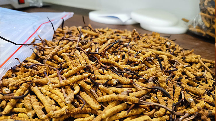 普通冬蟲夏草多少錢一斤？價(jià)格背后的品質(zhì)密碼